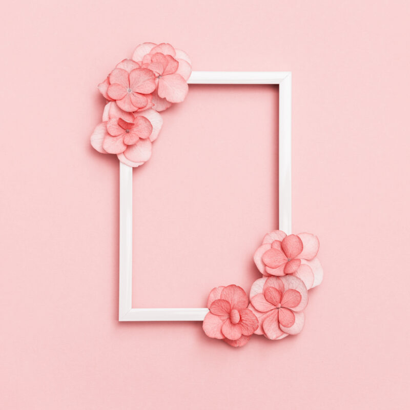 Plain natural Hydrangea flowers, minimal floral style pastel pink blossom arrangement. Flowery frame for festive summer cards or invitations with copy space.